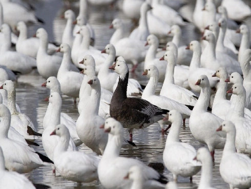 Snow Goose